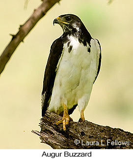 Augur Buzzard - © Laura L Fellows and Exotic Birding LLC