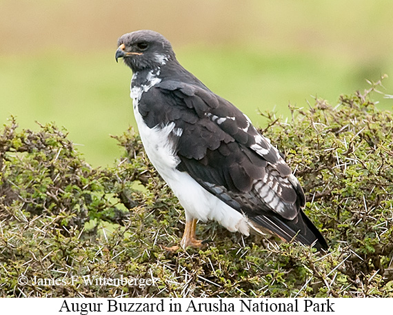 Augur Buzzard - © James F Wittenberger and Exotic Birding LLC