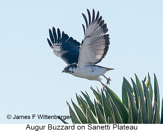 Augur Buzzard - © James F Wittenberger and Exotic Birding LLC