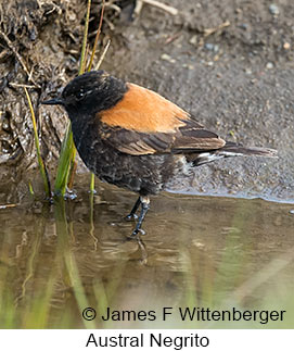 Austral Negrito - © James F Wittenberger and Exotic Birding LLC