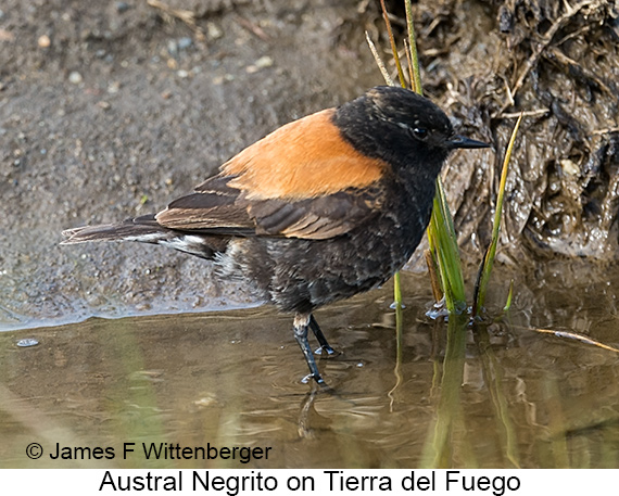 Austral Negrito - © James F Wittenberger and Exotic Birding LLC