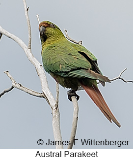 Austral Parakeet - © James F Wittenberger and Exotic Birding LLC