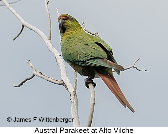 Austral Parakeet - © James F Wittenberger and Exotic Birding LLC