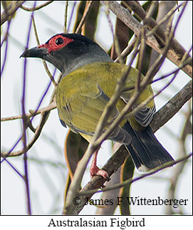 Australasian Figbird - © James F Wittenberger and Exotic Birding LLC