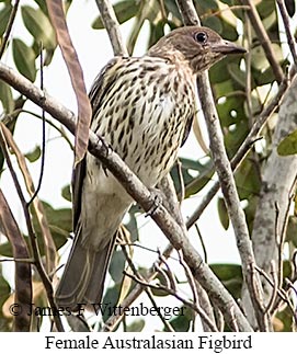 Australasian Figbird - © James F Wittenberger and Exotic Birding LLC