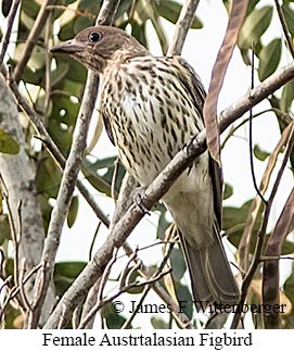 Australasian Figbird - © James F Wittenberger and Exotic Birding LLC