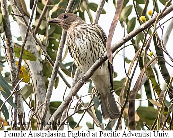 Australasian Figbird - © James F Wittenberger and Exotic Birding LLC