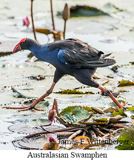 Australasian Swamphen - © James F Wittenberger and Exotic Birding LLC