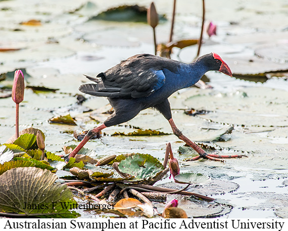 Australasian Swamphen - © James F Wittenberger and Exotic Birding LLC