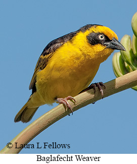 Baglafecht Weaver - © Laura L Fellows and Exotic Birding LLC