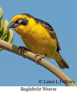 Baglafecht Weaver - © Laura L Fellows and Exotic Birding LLC