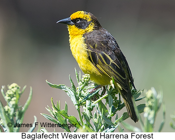Baglafecht Weaver - © James F Wittenberger and Exotic Birding LLC