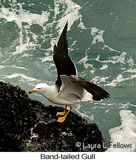 Belcher's Gull - © Laura L Fellows and Exotic Birding LLC