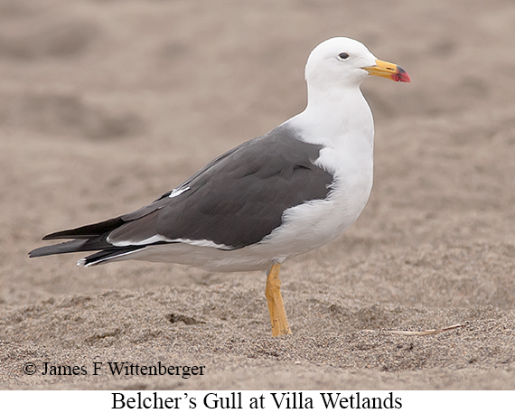Belcher's Gull - © James F Wittenberger and Exotic Birding LLC