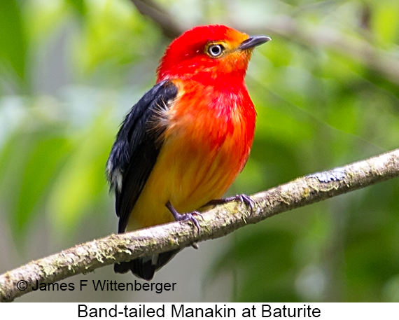 Band-tailed Manakin - © James F Wittenberger and Exotic Birding LLC