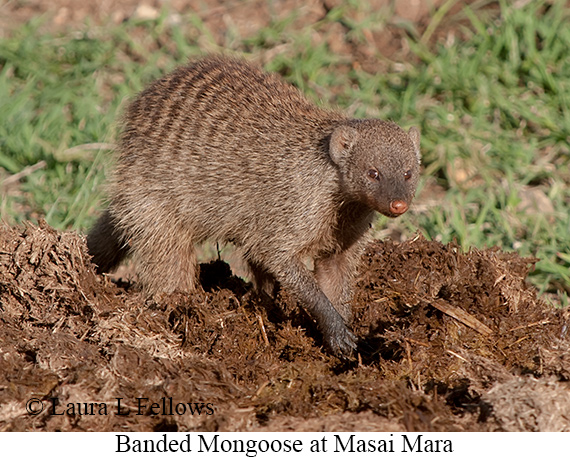 Banded Mongoose - © Laura L Fellows and Exotic Birding LLC