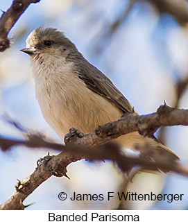 Banded Parisoma - © James F Wittenberger and Exotic Birding LLC