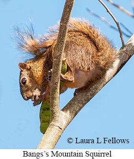 Bangs's Mountain Squirrel - © Laura L Fellows and Exotic Birding LLC