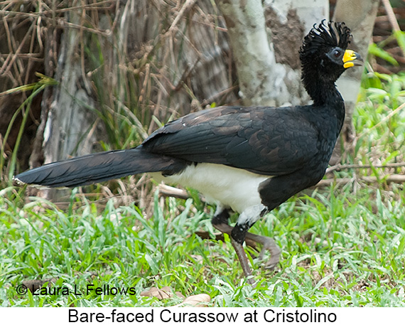 Bare-faced Curassow - © Laura L Fellows and Exotic Birding LLC