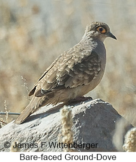 Bare-faced Ground Dove - © James F Wittenberger and Exotic Birding LLC