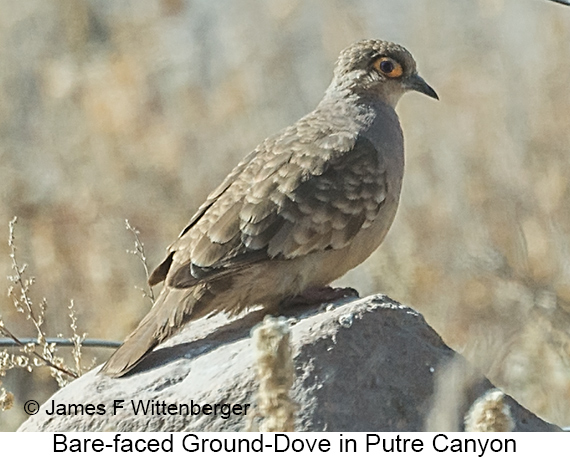 Bare-faced Ground Dove - © James F Wittenberger and Exotic Birding LLC