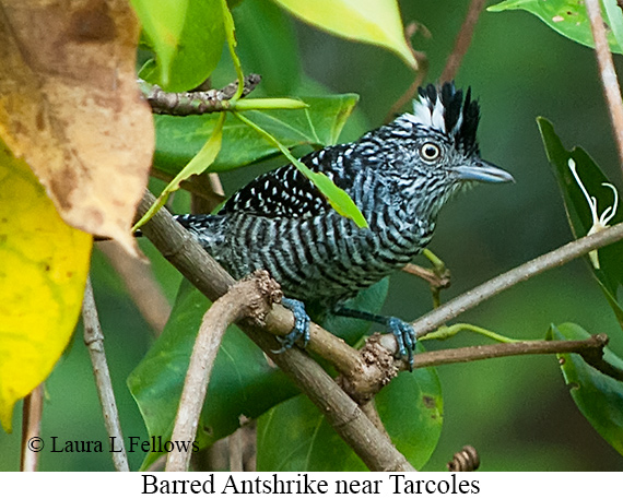 Barred Antshrike - © Laura L Fellows and Exotic Birding LLC