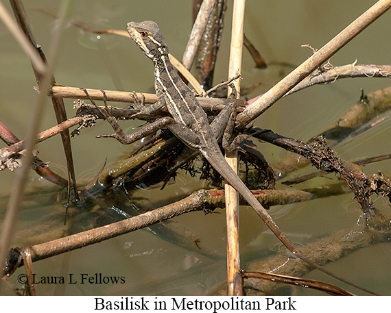 Basilisk - © James F Wittenberger and Exotic Birding LLC