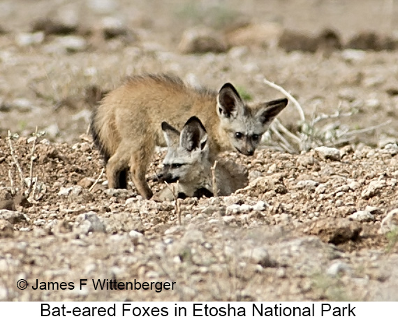Bat-eared Fox - © James F Wittenberger and Exotic Birding LLC