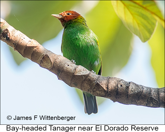 Bay-headed Tanager - © James F Wittenberger and Exotic Birding LLC