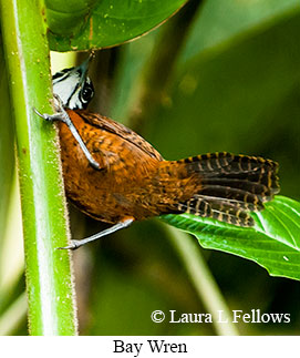 Bay Wren - © Laura L Fellows and Exotic Birding LLC