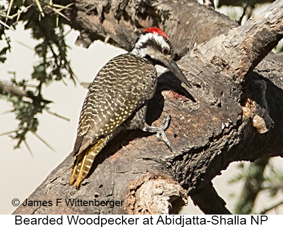 Bearded Woodpecker - © James F Wittenberger and Exotic Birding LLC