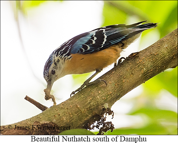 Beautiful Nuthatch - © James F Wittenberger and Exotic Birding LLC
