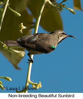 Beautiful Sunbird - © Laura L Fellows and Exotic Birding LLC