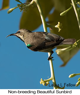Beautiful Sunbird - © Laura L Fellows and Exotic Birding LLC
