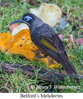 Belford's Melidectes - © James F Wittenberger and Exotic Birding LLC