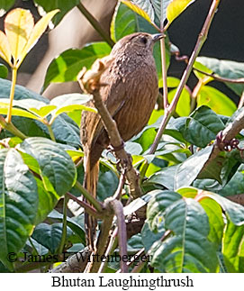 Bhutan Laughingthrush - © James F Wittenberger and Exotic Birding LLC