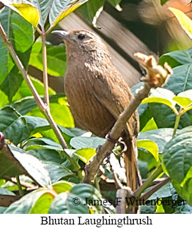 Bhutan Laughingthrush - © James F Wittenberger and Exotic Birding LLC