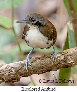 Bicolored Antbird - © Laura L Fellows and Exotic Birding LLC