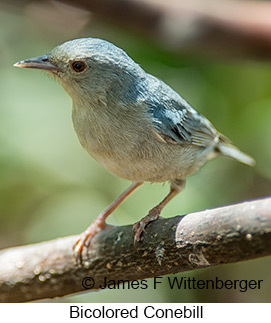 Bicolored Conebill - © James F Wittenberger and Exotic Birding LLC