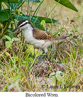 Bicolored Wren - © Laura L Fellows and Exotic Birding LLC