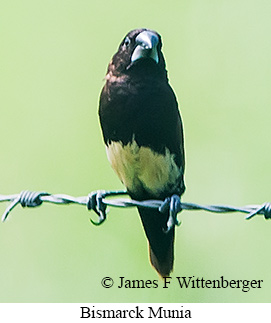 Bismarck Munia - © James F Wittenberger and Exotic Birding LLC