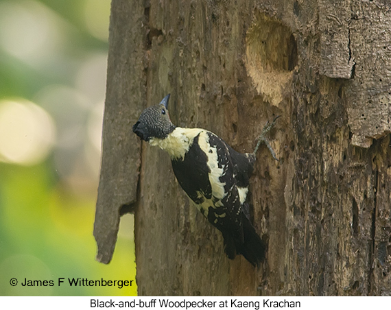 Black-and-buff Woodpecker - © James F Wittenberger and Exotic Birding LLC