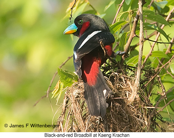 Black-and-red Broadbill - © James F Wittenberger and Exotic Birding LLC