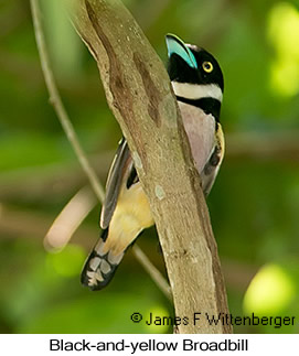 Black-and-yellow Broadbill - © James F Wittenberger and Exotic Birding LLC