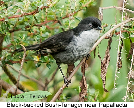 Black-backed Bush Tanager - © Laura L Fellows and Exotic Birding LLC
