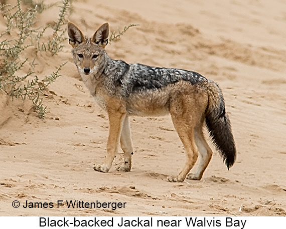 Black-backed Jackal - © James F Wittenberger and Exotic Birding LLC