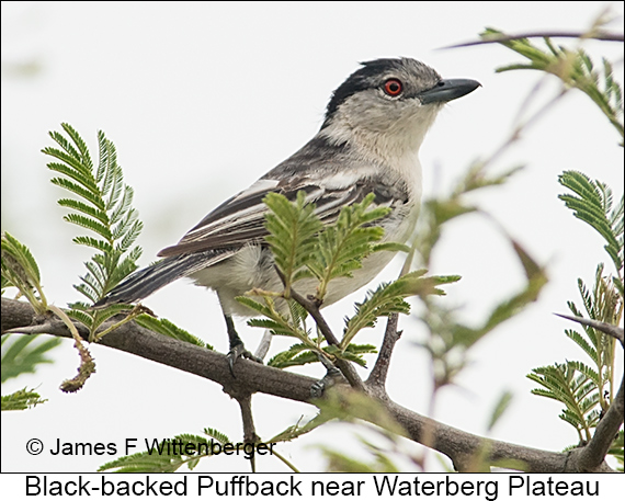 Black-backed Puffback - © James F Wittenberger and Exotic Birding LLC