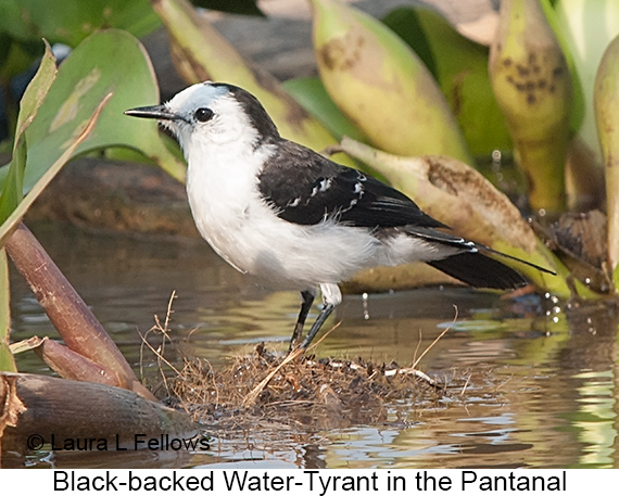Black-backed Water-Tyrant - © Laura L Fellows and Exotic Birding LLC
