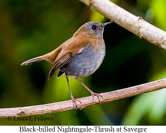 Black-billed Nightingale-Thrush - © Laura L Fellows and Exotic Birding LLC