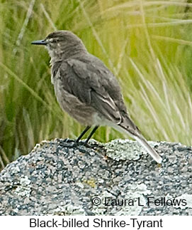 Black-billed Shrike-Tyrant - © Laura L Fellows and Exotic Birding LLC